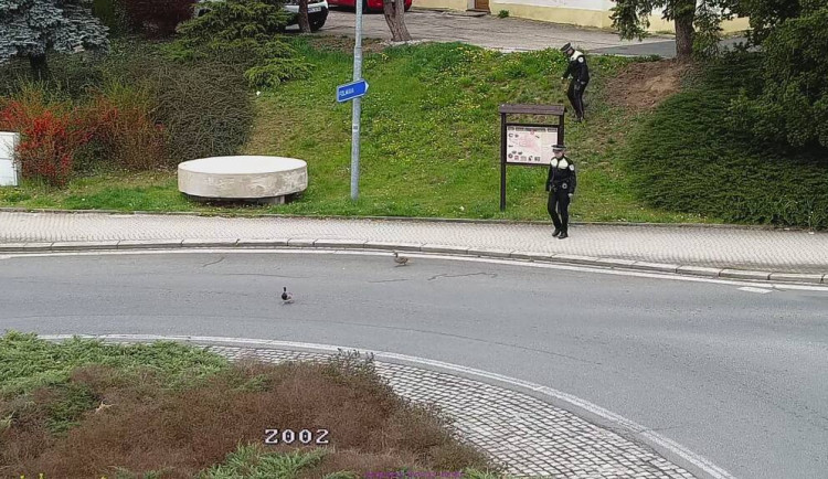 Kačeří rodinka vyrazila do centra města, za ní šla ovce a tetřev