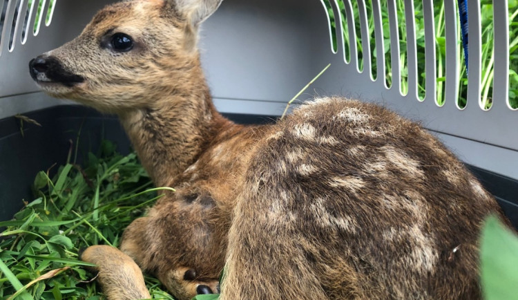 Stop sečení srnčat. Plzeňský kraj přispěje spolku sto tisíc korun na ochranu mláďat