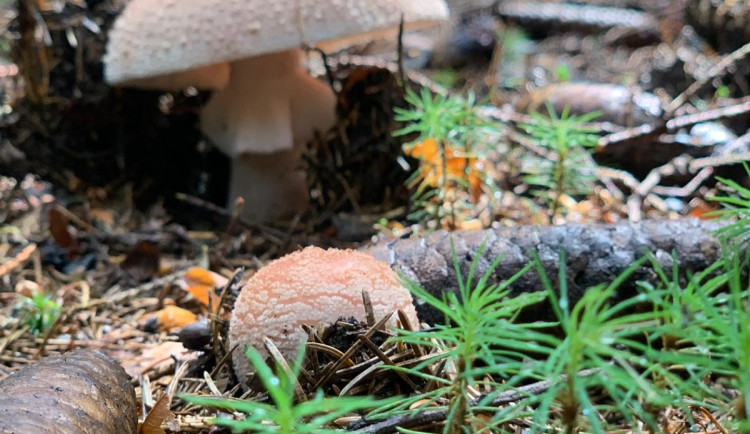 Soud dal muži z Liberecka 15 let. Ženu měl otrávit houbami, uvařil růžovky