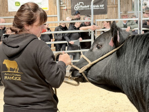 Načesaní plemenní býci s dokonalým rodokmenem mířili po wellness do dražby