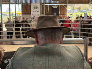 Načesaní plemenní býci s dokonalým rodokmenem mířili po wellness do dražby