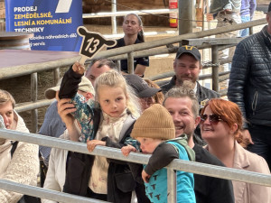 Načesaní plemenní býci s dokonalým rodokmenem mířili po wellness do dražby