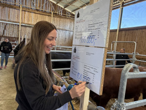 Načesaní plemenní býci s dokonalým rodokmenem mířili po wellness do dražby