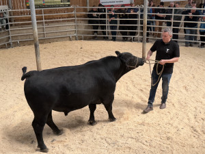 Načesaní plemenní býci s dokonalým rodokmenem mířili po wellness do dražby