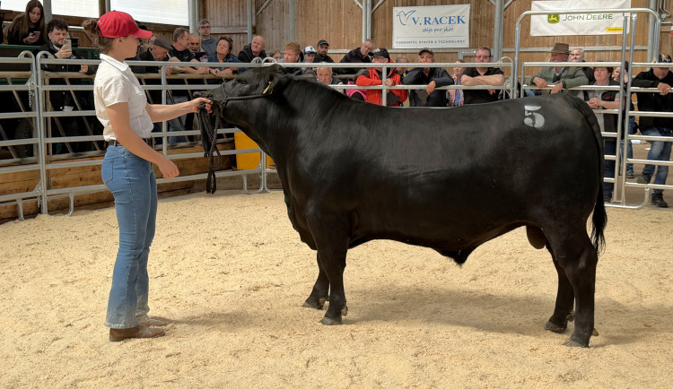 Načesaní plemenní býci s dokonalým rodokmenem mířili po wellness do dražby