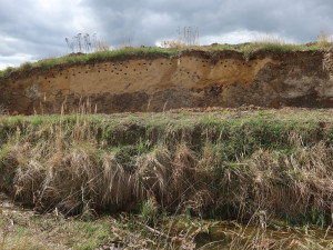 Břehule si nory v novém sídlišti nedokázaly vyhrabat, pomoci musely ruční vrtačky
