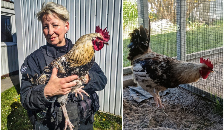 Nerovný souboj strážníků s kohoutem, Bořivoj se zákeřně ukryl v roští