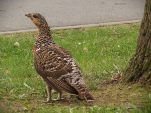 Tetřeví samici odchycenou v domažlickém parku teď pozorovali na hřbitově v německém Chamu
