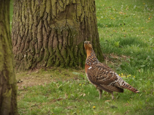 Tetřeví samici odchycenou v domažlickém parku teď pozorovali na hřbitově v německém Chamu