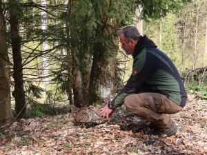 Vypouštění okroužkované samice tetřeva zpět do volné přírody