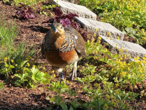 Tetřeví samici odchycenou v domažlickém parku teď pozorovali na hřbitově v německém Chamu