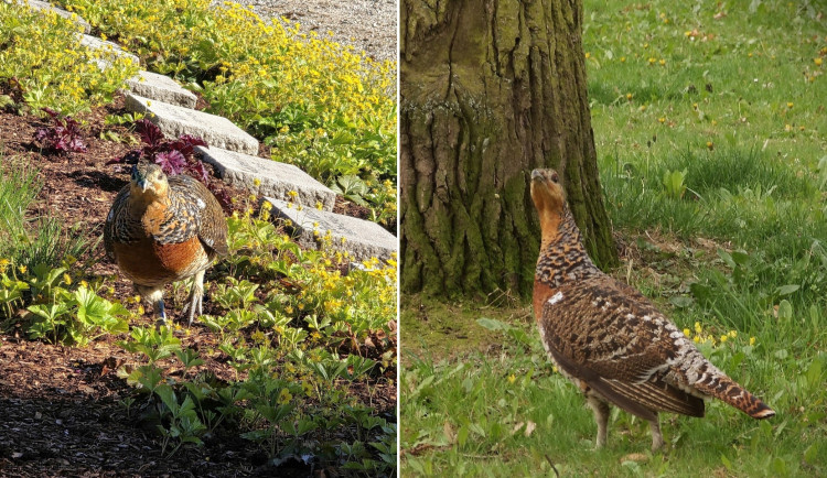 Tetřeví samici odchycenou v domažlickém parku teď pozorovali na hřbitově v německém Chamu