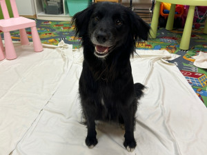 Fenka Ardy se svou majitelkou navštěvují Klatovskou nemocnici.