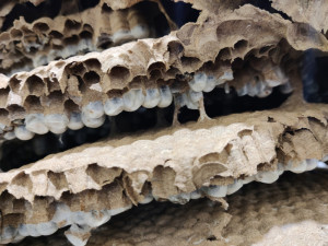 První objevené hnízdo u nás vystavovalo plzeňské muzeum, foto: Zuzana Duzbabová