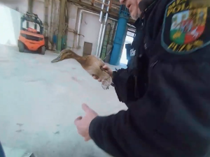 Početná kachní rodinka squatovala ve Škodě. Pak přišel odchyt a přesun do bezpečí