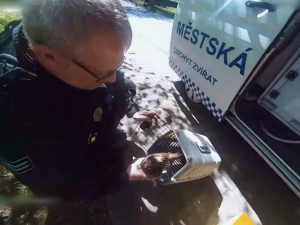 Početná kachní rodinka squatovala ve Škodě. Pak přišel odchyt a přesun do bezpečí