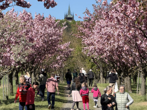 Slavná sakurová alej ožila prvomájovými polibky, přilákala davy návštěvníků