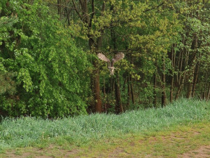 Kuriózní zásah ve školce. Vedle namalované sovy visel na futrech živý puštík