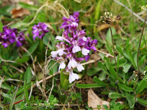 Foto: Jiří Brabec, Česká botanická společnost