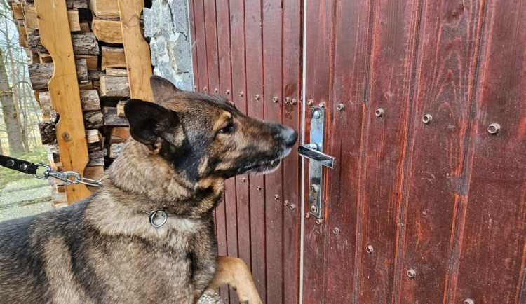 Služebního psa Maca napadlo divoké prase, odhodilo ho do železničního kolejiště