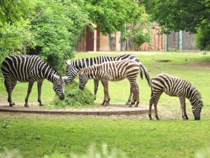 Babyboom v zoologické zahradě, po tučňácích přišla na svět vzácná zebra