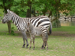 Babyboom v zoologické zahradě, po tučňácích přišla na svět vzácná zebra