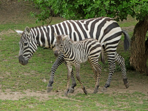 Babyboom v zoologické zahradě, po tučňácích přišla na svět vzácná zebra