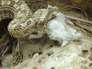 Zoo získala prestižní ocenění, jako první na světě odchovala zmije s pavoukem na ocasu