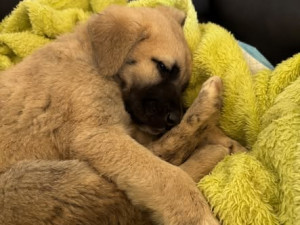 Nemocné štěně někdo vyhodil do příkopu, Edu se už zachránit nepodařilo