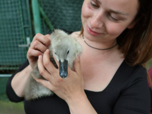 Mládě z rekordně početné labutí rodiny už mělo v krku zaseknutý rybářský háček