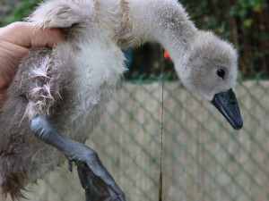Mládě z rekordně početné labutí rodiny už mělo v krku zaseknutý rybářský háček