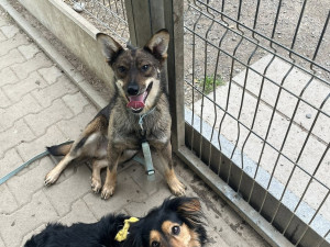 Štěně někdo vyhodil v lese, bylo pohublé a plné klíšťat. Odchyt trval celý týden