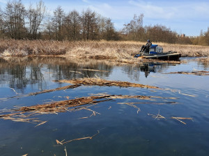 Redukce rákosu