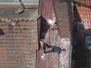 Adopce na hnízdě v Dobřanech