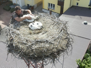 Adopce na hnízdě v Chotěšově