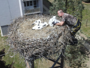 Adopce na hnízdě v horšovském Týně
