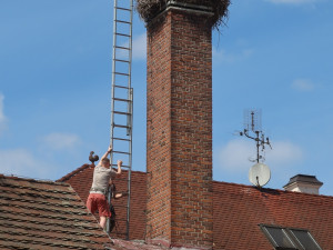 Adopce na hnízdě v Dobřanech