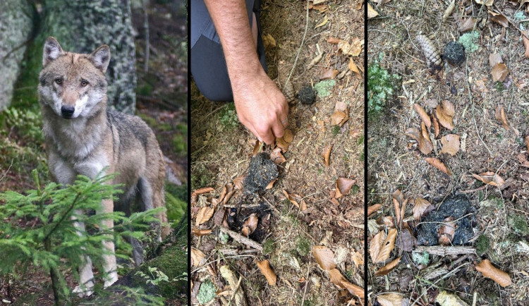 Vlka jsme ve volné přírodě na Šumavě nepotkali. Našli jsme ale jeho hovínko
