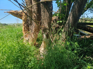 Před bobry má vybrané cenné stromy ochránit speciální repelentní nátěr