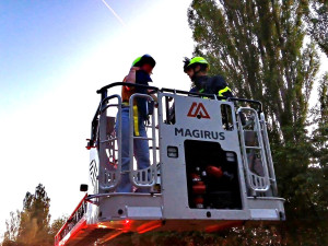 Papoušek uletěl na vysoký strom. Do akce šla s hasiči i jeho odvážná majitelka