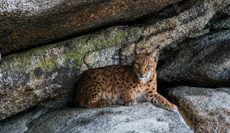 Amálka zázračně přežila střet s autem. Rysice ze Šumavy odchovala šest vrhů koťat