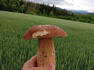 Darina Hudy Hodinová, Šumava