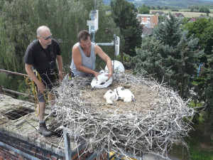 Adopce do hnízda v Draženově