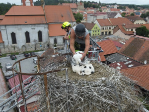 Adopce do hnízda v Horšovském Týně