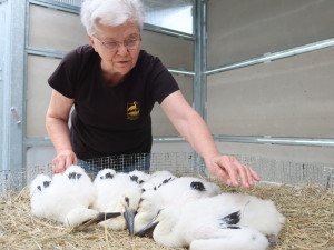 O osiřelá mláďata se skvěle starala DSanuše Škopková