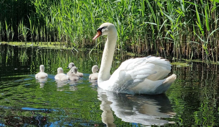 Sedm labutích mláďat zmizelo z Roudničky. Lidé hledají svědky