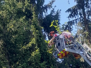 Česká paraglidistka se zřítila do lesa. Z vrcholku stromu ji zachraňovali němečtí hasiči