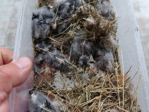 Kvůli hluku a broukům zničil muž hnízdo s osmi mláďaty jiřiček. Porušil tak zákon