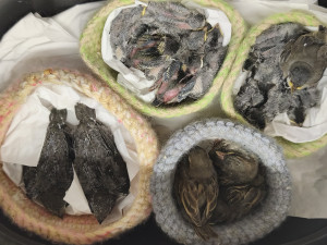 Kvůli hluku a broukům zničil muž hnízdo s osmi mláďaty jiřiček. Porušil tak zákon