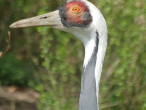 foto: archiv Zoo Plzeň